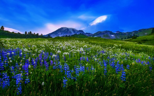 Nature Field Flower Mountain Landscape HD Wallpaper | Background Image