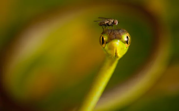  fly resting on a snakes head