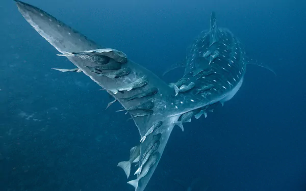  in an amazing display fish hitch ride the back of whale shark's back