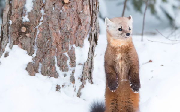 A marten stands upright in a snowy winter landscape beside a tree, captured in this HD desktop wallpaper showcasing nature’s quiet beauty.