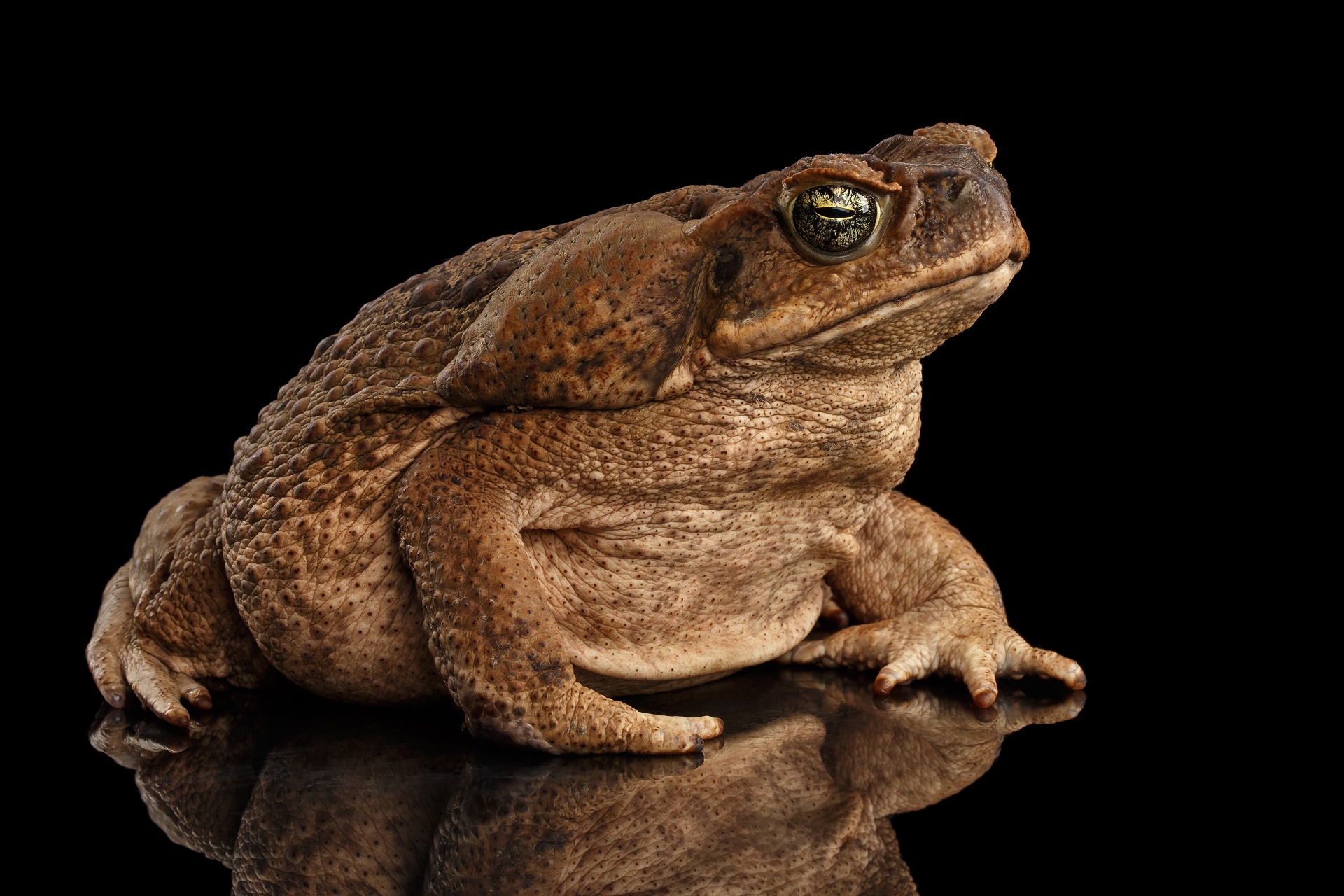 Fundo Closeup E Isolado Sobre O Sapo Cururu Branco Bufo Marinus Foto E  Imagem Para Download Gratuito - Pngtree