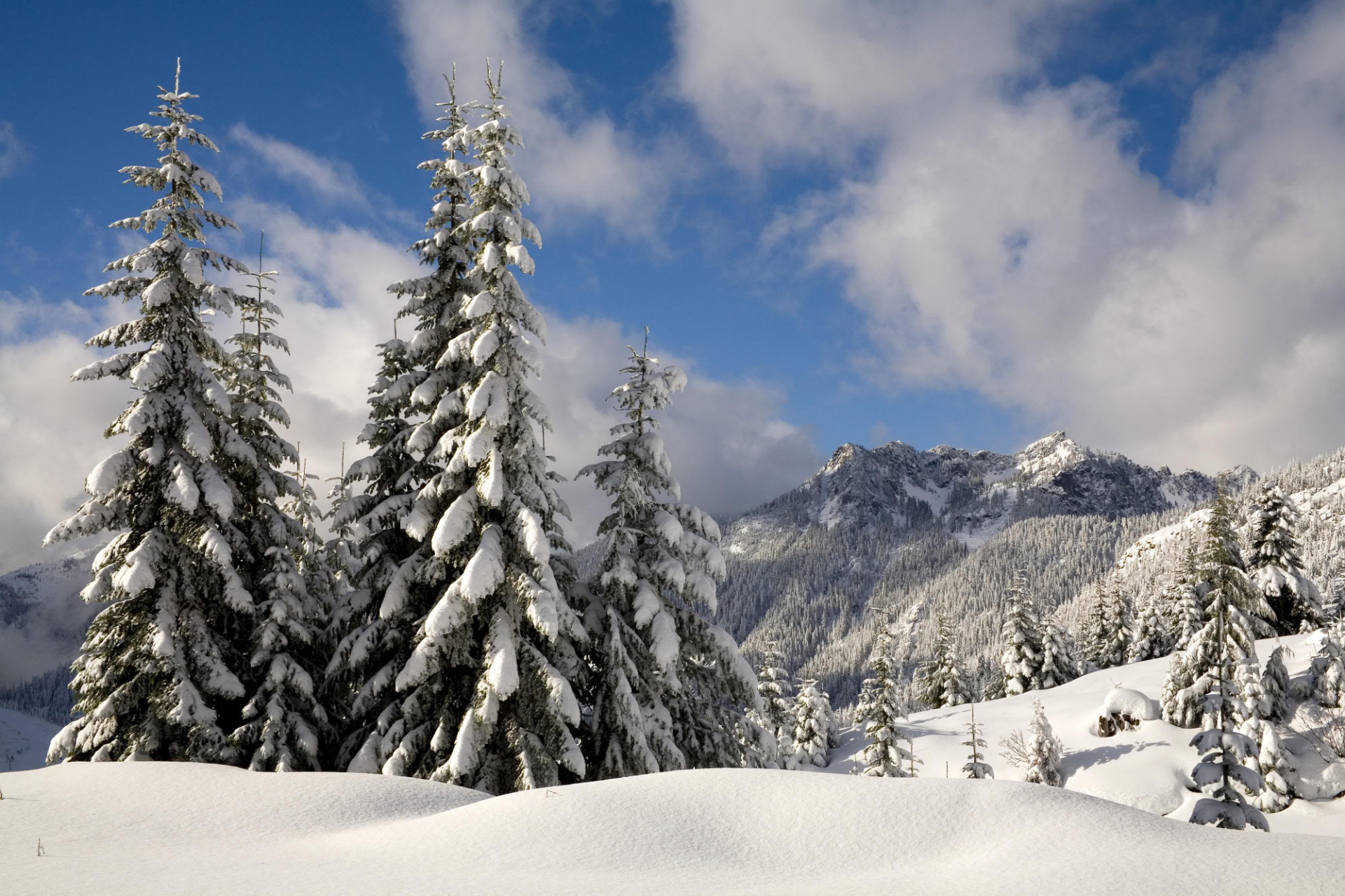 Download Mountain Tree Forest Snow Nature Winter Snowy Mountain HD Wallpaper