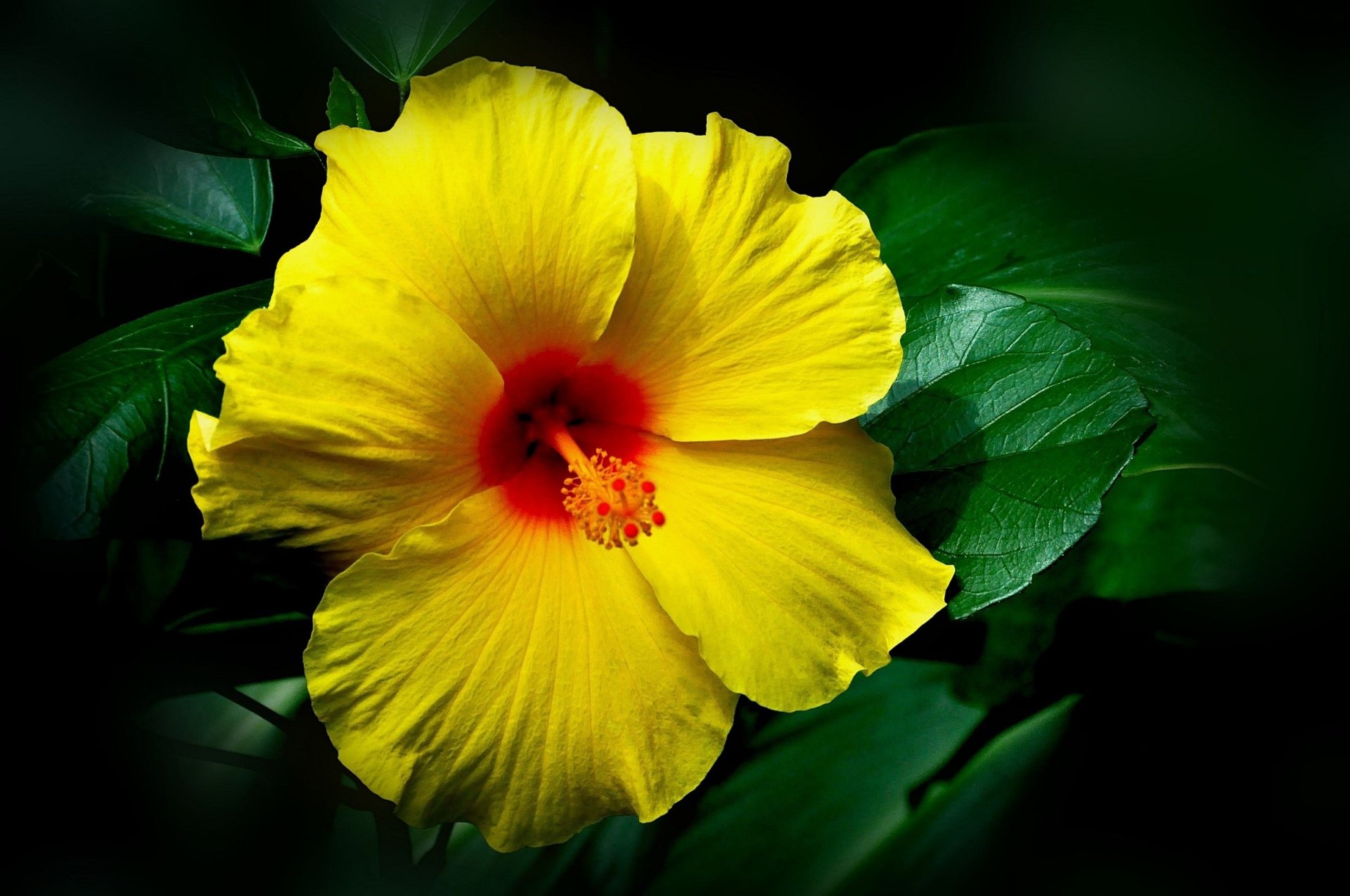Download Yellow Flower Leaf Flower Nature Hibiscus HD Wallpaper