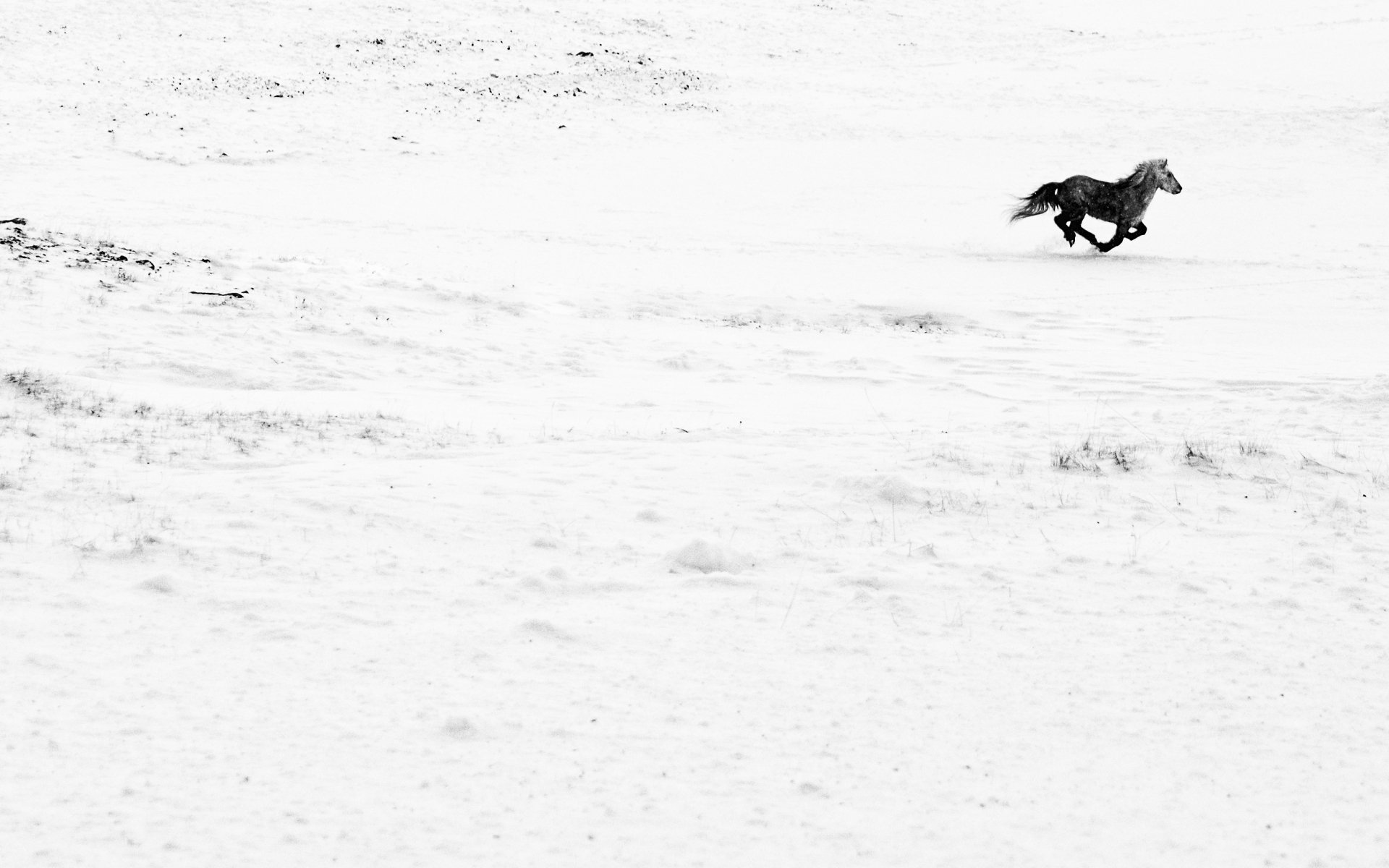 Minimalist HD desktop wallpaper featuring a lone horse running across a snow-covered landscape with stark contrasts and open space.