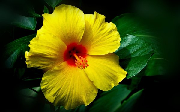 Nature Hibiscus Flowers Flower Leaf Yellow Flower HD Wallpaper | Background Image