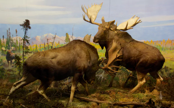  Alaska moose (Alces alces)