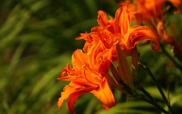Nature Lily Flowers Orange Flower Flower Close-Up HD Wallpaper | Background Image
