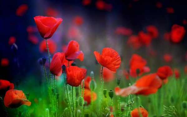 Earth Poppy Flowers Flower Red Flower Nature Blur HD Wallpaper | Background Image