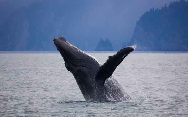 breaching whale Animal humpback whale HD Desktop Wallpaper | Background Image