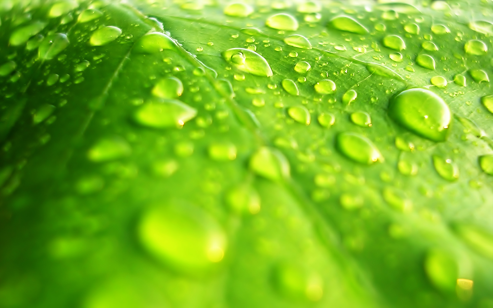 Сочный зеленый цвет. Красивый зеленый. Роса на листьях. Зеленый лист с каплей. Капли на зеленом листе.