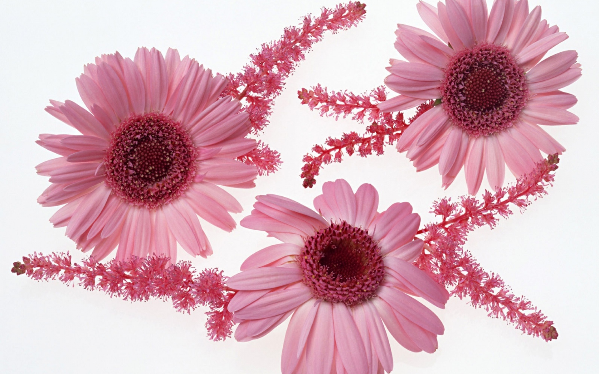 Download Pink Flower Flower Nature Gerbera HD Wallpaper