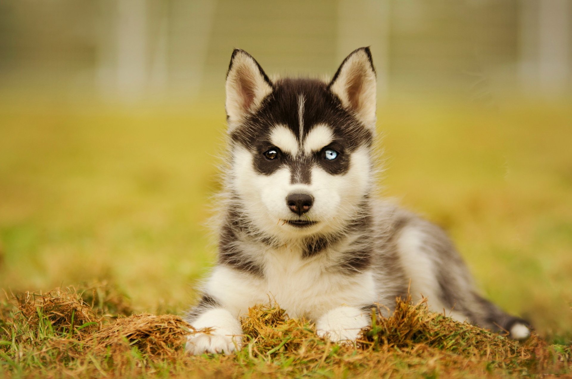 Download Dog Baby Animal Puppy Animal Siberian Husky HD Wallpaper