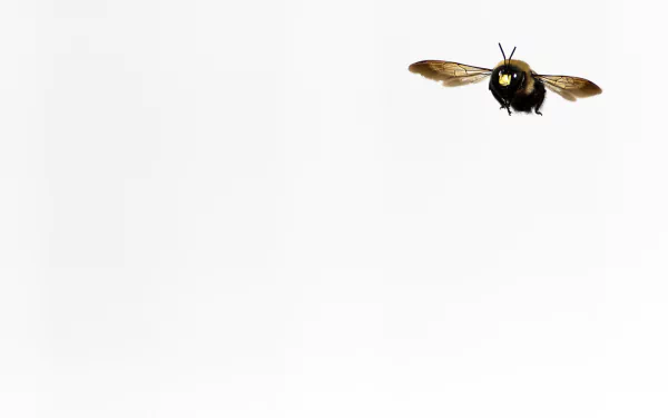 minimalist insect Animal bumblebee HD Desktop Wallpaper | Background Image
