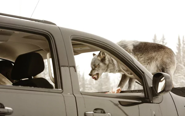 wolf TV Show Wynonna Earp HD Desktop Wallpaper | Background Image