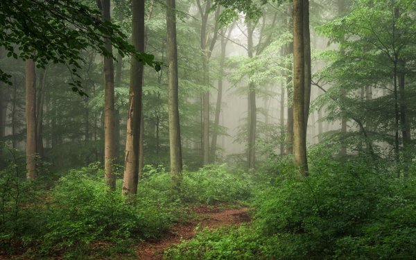 Earth Forest Nature Fog Path HD Wallpaper | Background Image