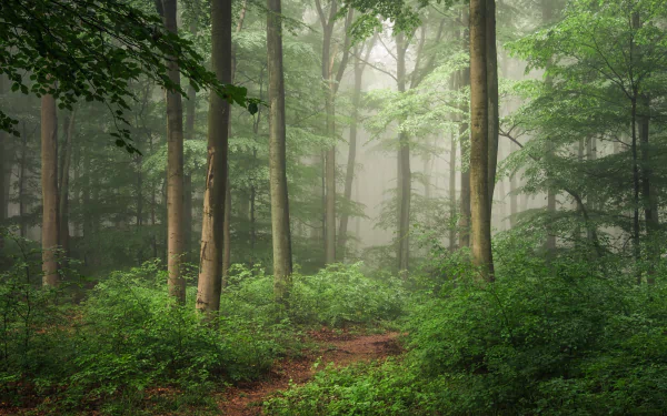 A serene forest path shrouded in fog, surrounded by lush greenery and tall trees, creating a tranquil atmosphere for an HD wallpaper or background.