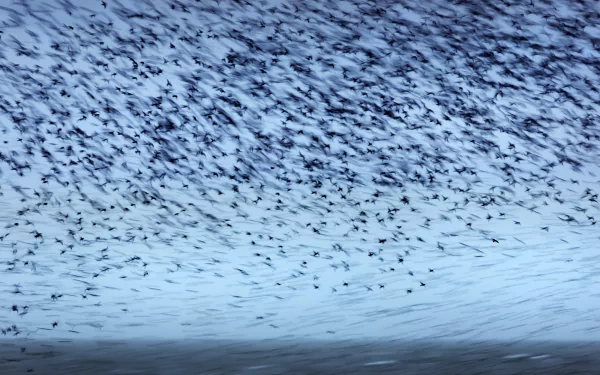 flock of birds Animal bird HD Desktop Wallpaper | Background Image