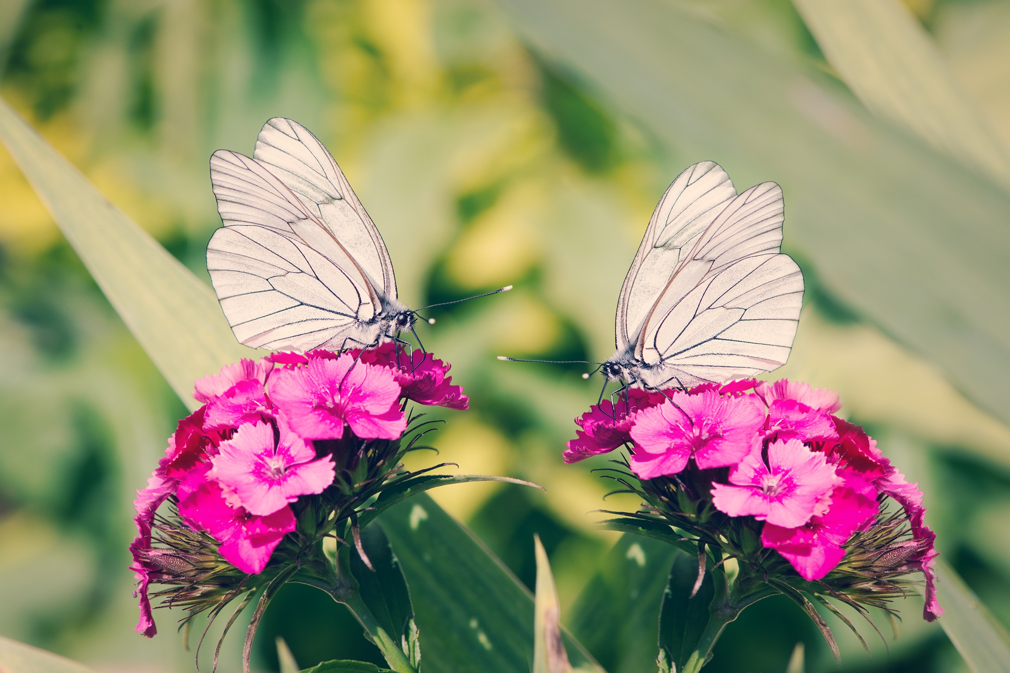 Two white butterflies on pink carnations (Dianthus) by Pezibear