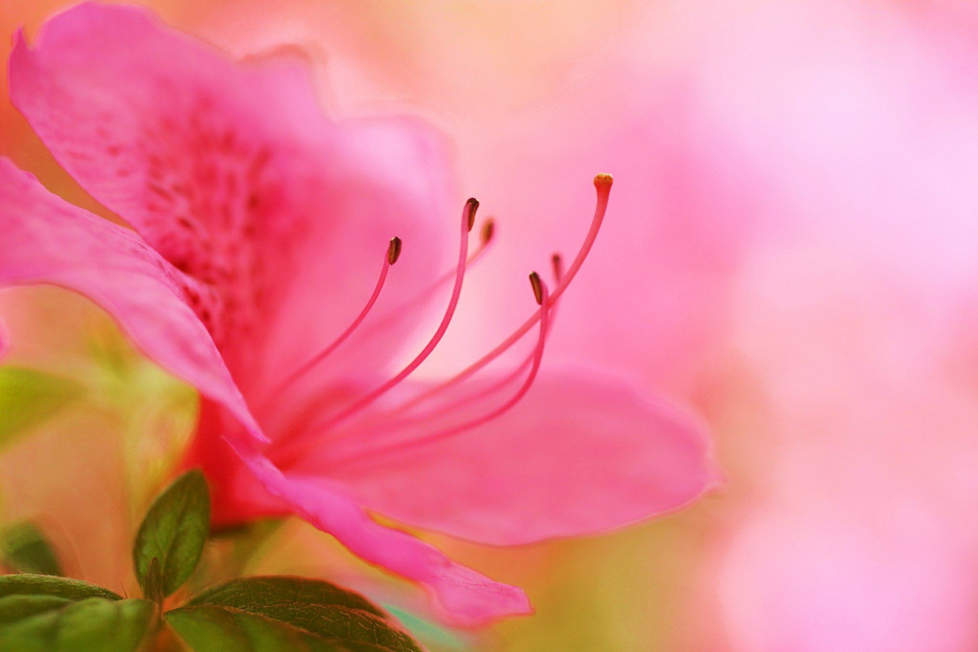 Download Macro Pink Flower Flower Nature Azalea HD Wallpaper by Jacob