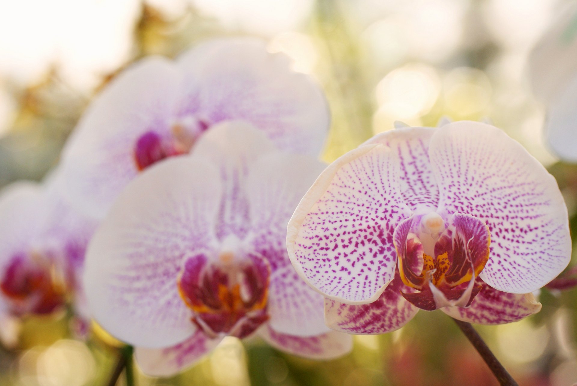 Download Macro Flower Bokeh Nature Orchid HD Wallpaper by Jacob ...