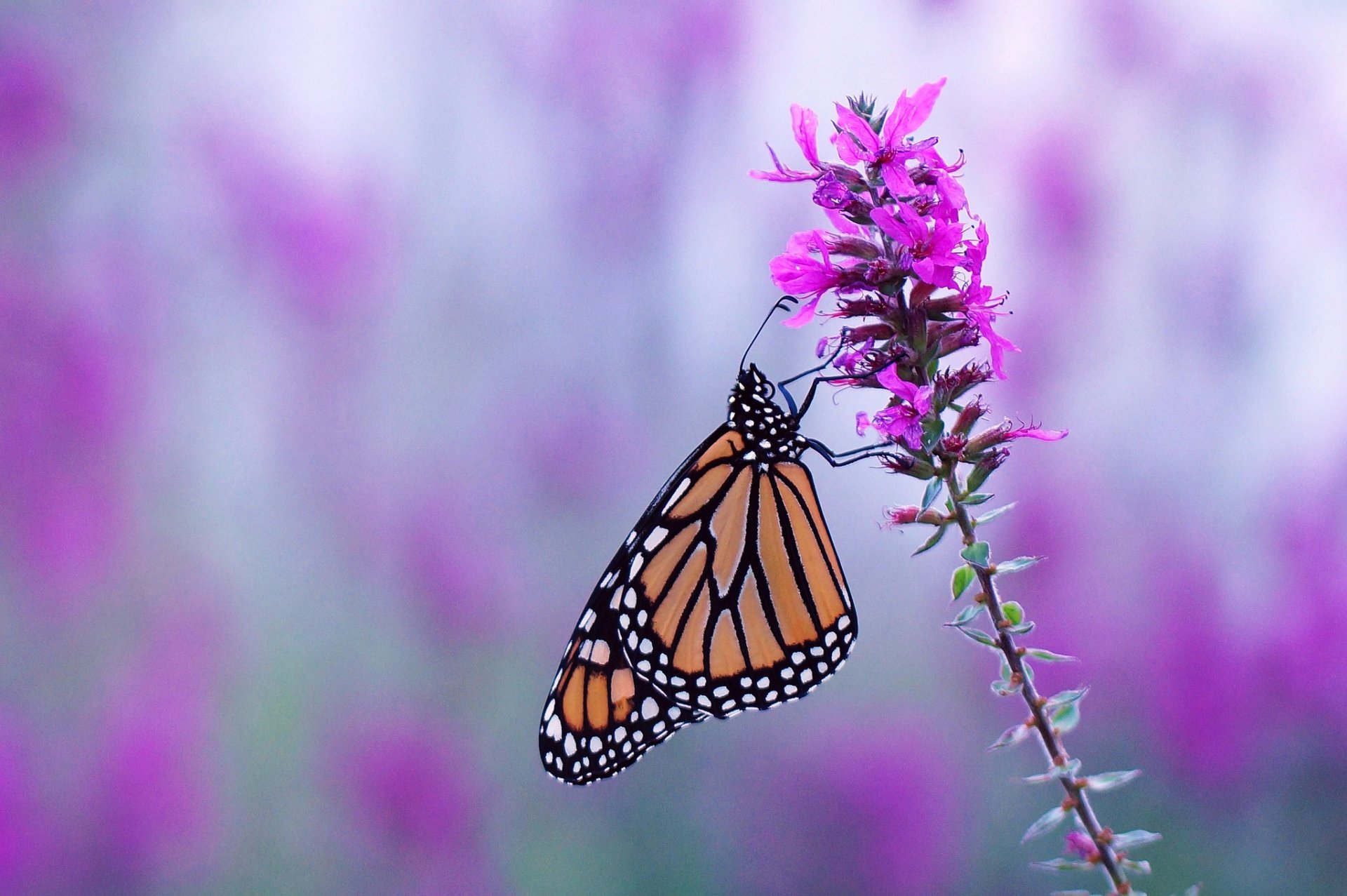 HD PC desktop wallpaper of a monarch butterfly (insect/animal) perched on a purple flower against a soft, blurred floral background.