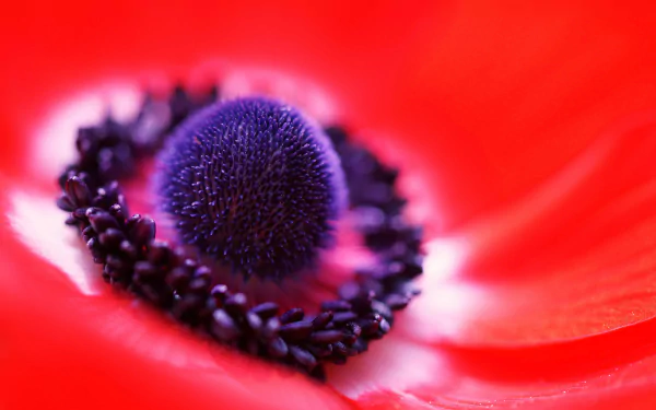 Close-up macro of a vibrant red anemone flower with detailed purple center, captured as an HD PC desktop wallpaper showcasing nature's beauty.