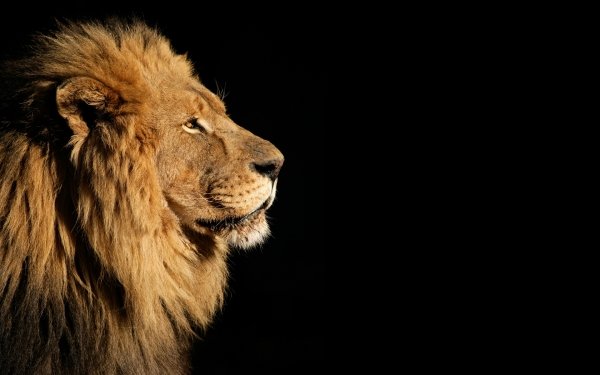 Animal Lion Cats HD Wallpaper | Background Image