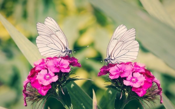 Animal Butterfly Insects Flower Pink Flower Dianthus Carnation Close-Up HD Wallpaper | Background Image