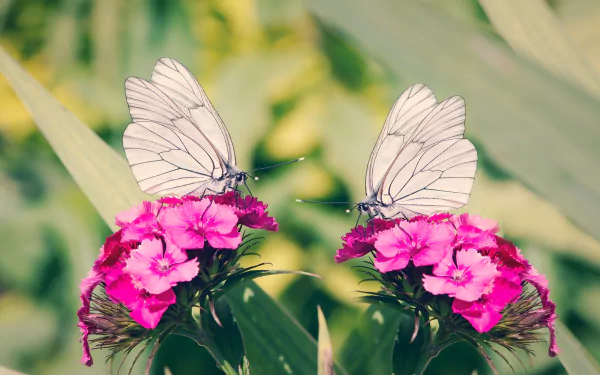  Two white butterflies on pink carnations (Dianthus) by Pezibear