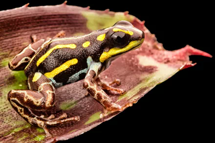 Animal Poison dart frog HD Desktop Wallpaper | Background Image