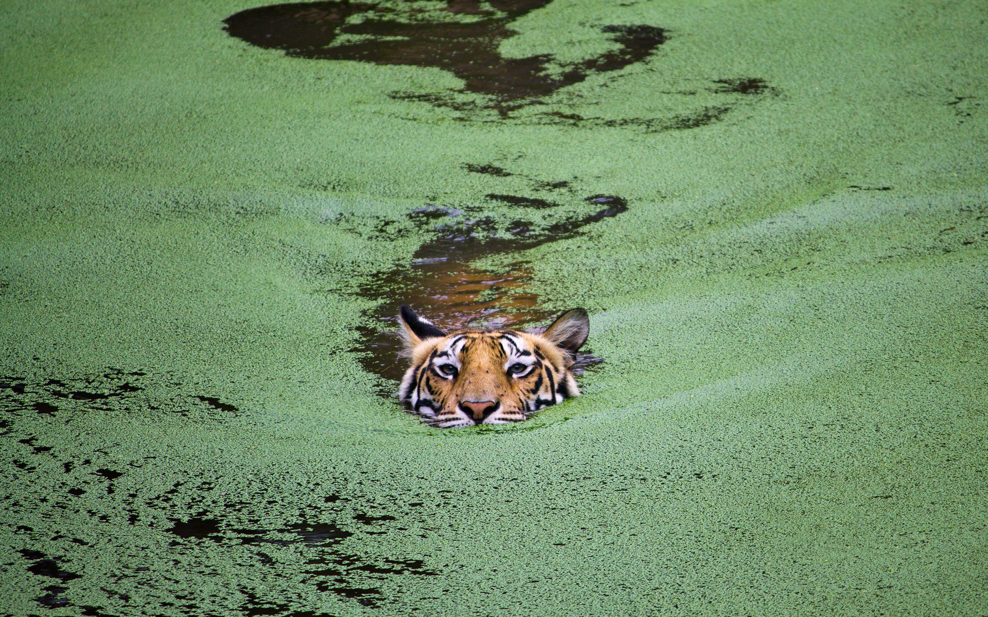 A tiger swimming in green water, captured in an HD desktop wallpaper and background.