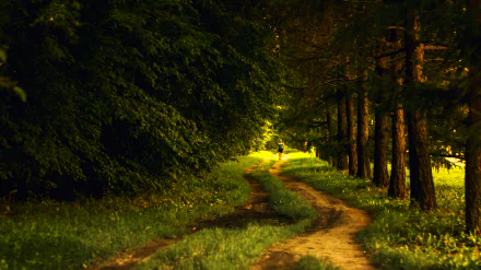 A winding forest path bathed in warm light, surrounded by dense trees and lush greenery, captured in stunning 4K Ultra HD for a vivid nature desktop wallpaper.