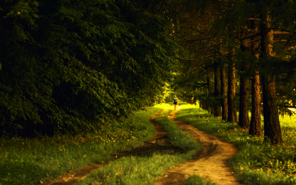 nature forest HD Desktop Wallpaper | Background Image