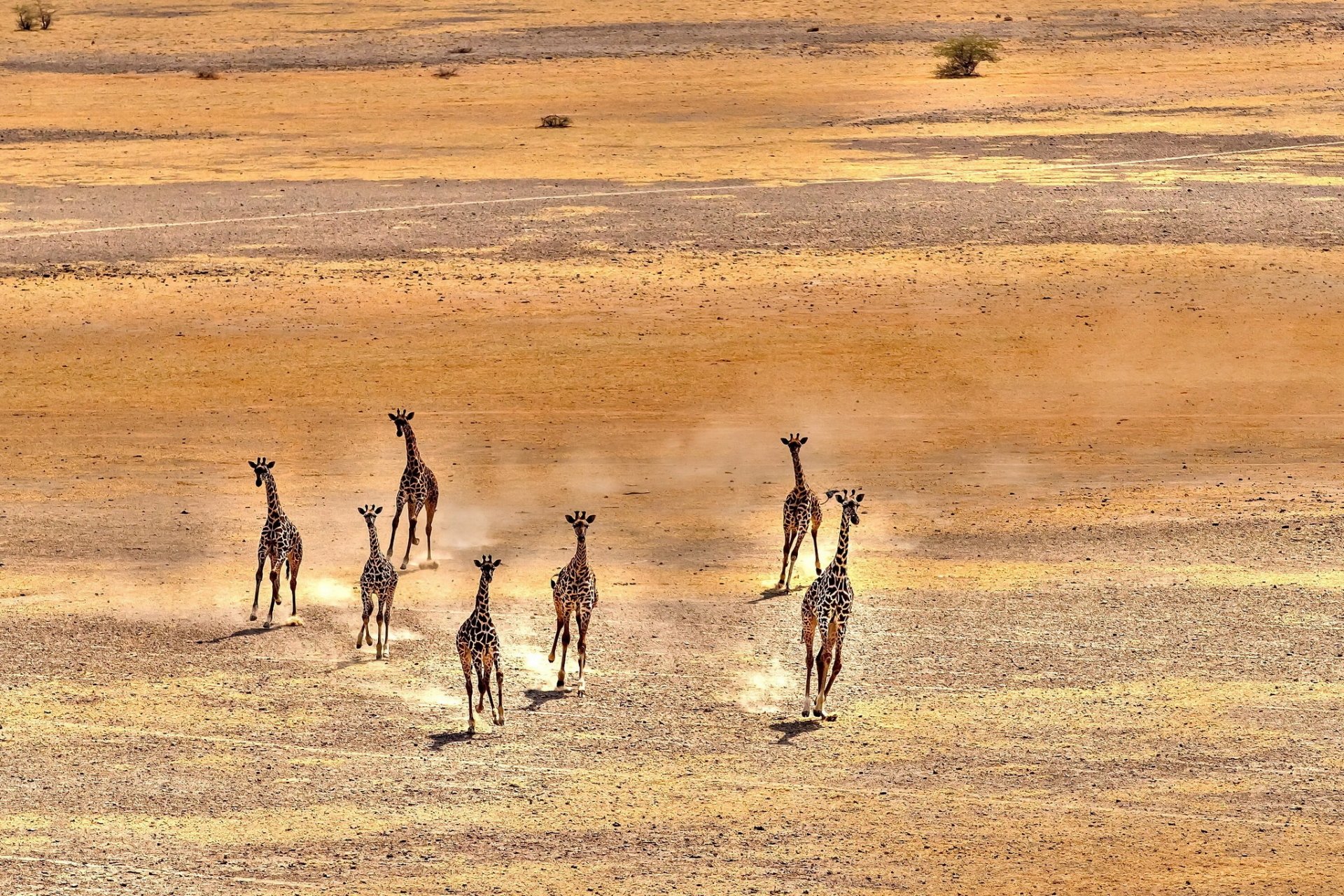 HD PC desktop wallpaper of giraffes, savanna animals, strolling across a sunlit dry grass plain with long shadows.