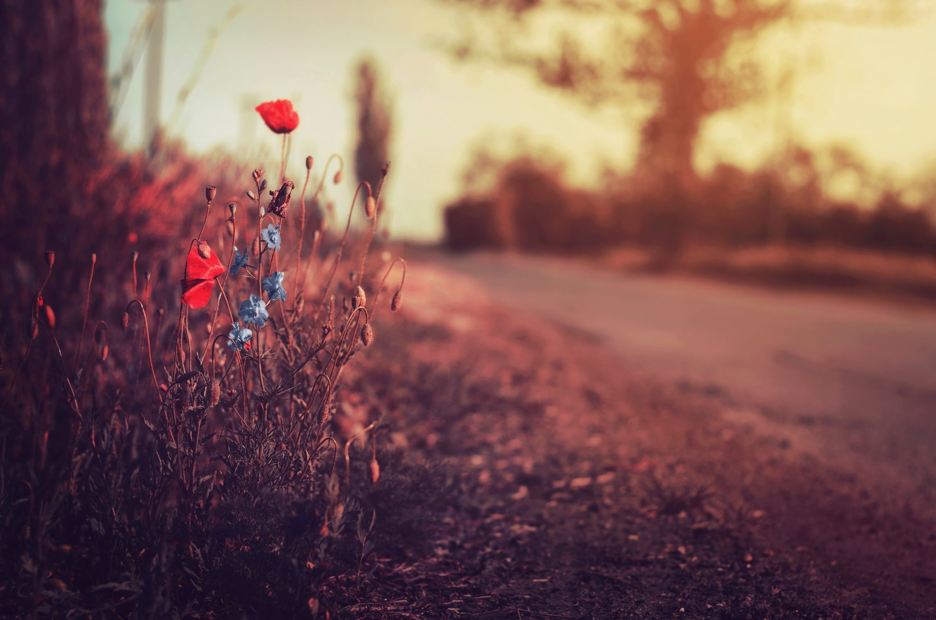 Download Blur Nature Red Flower Flower Poppy 4k Ultra HD Wallpaper ...