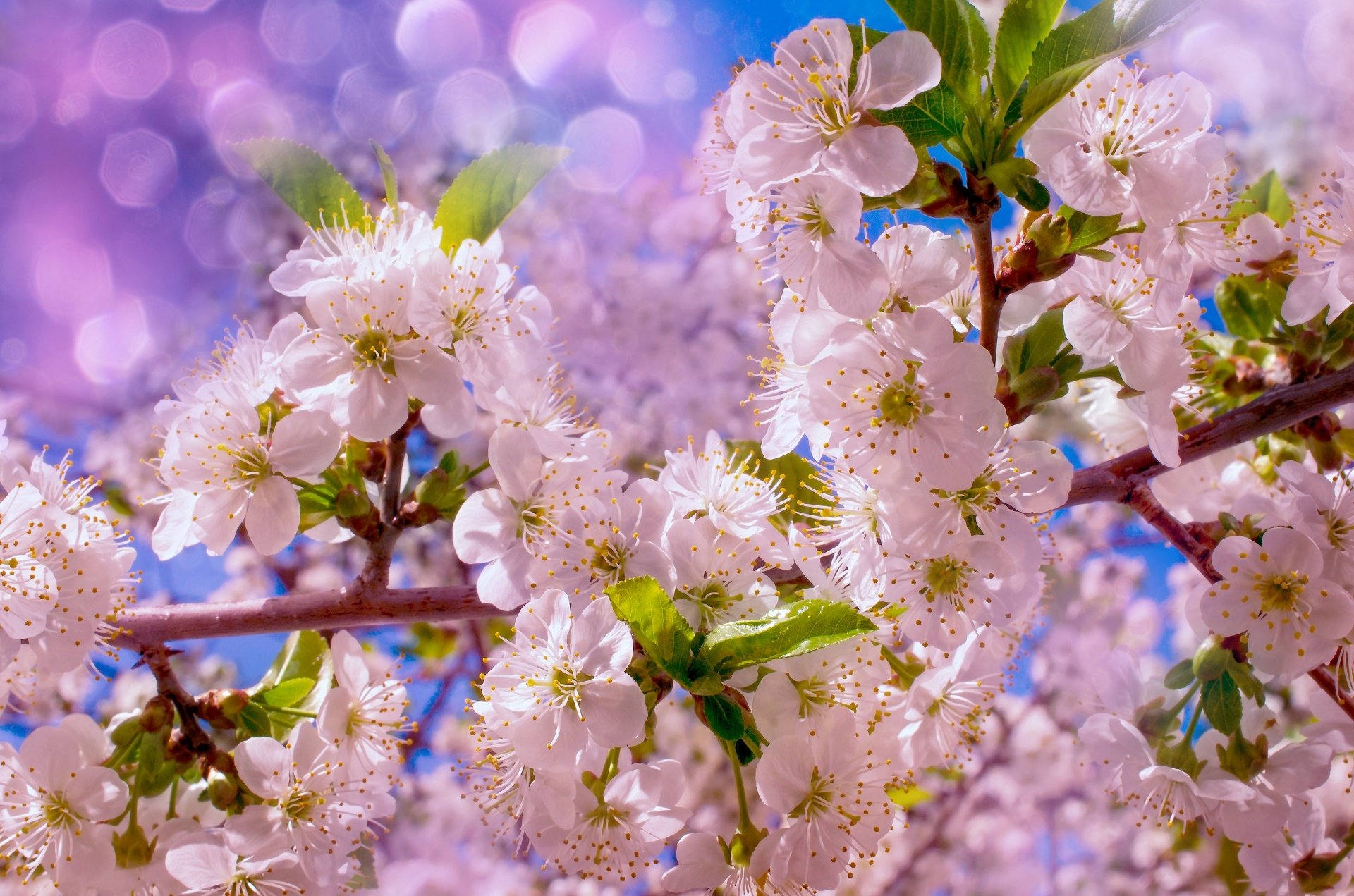 Download Nature Blossom HD Wallpaper