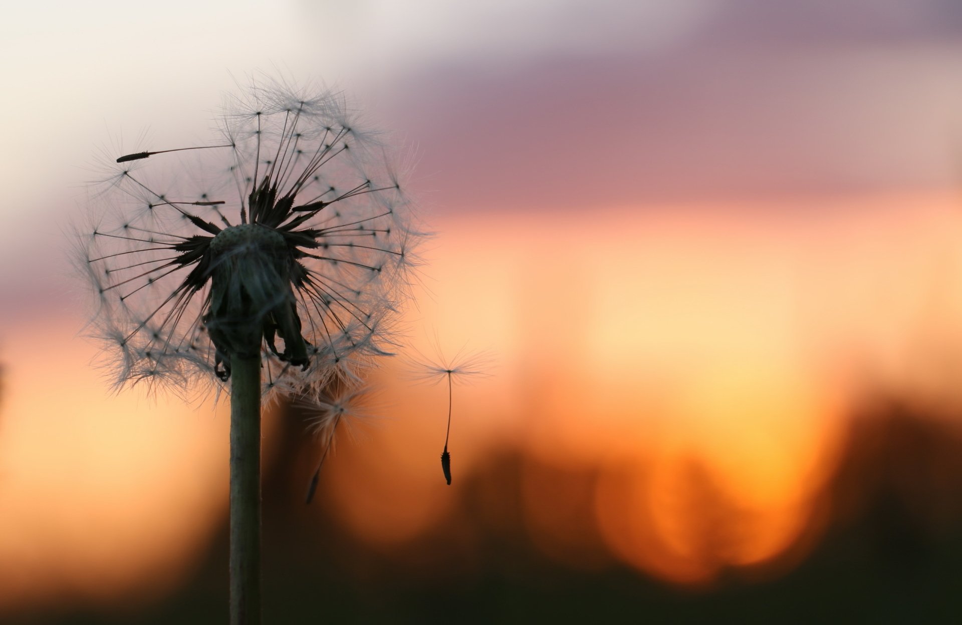 Nature Dandelion HD Wallpaper