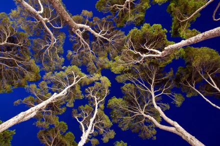 nature treetops tree HD Desktop Wallpaper | Background Image