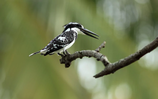 Pied Kingfisher bokeh branch Animal kingfisher HD Desktop Wallpaper | Background Image