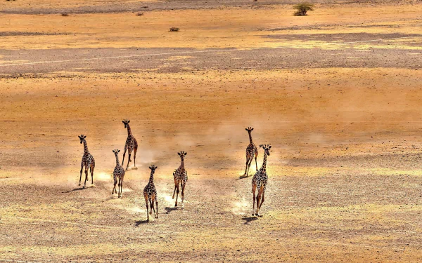 savanna Animal giraffe HD Desktop Wallpaper | Background Image