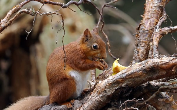Animal Squirrel Rodent Eating HD Wallpaper | Background Image