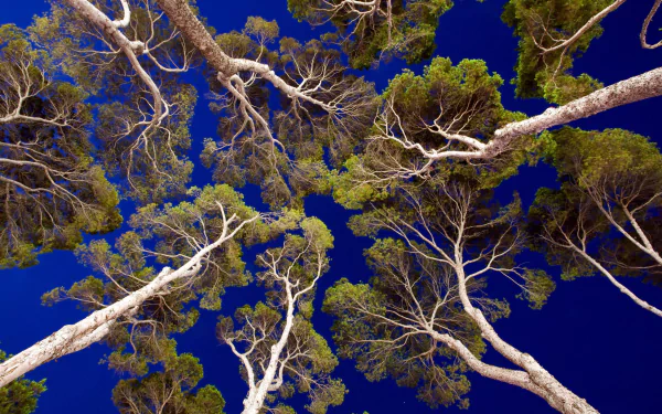 nature treetops tree HD Desktop Wallpaper | Background Image