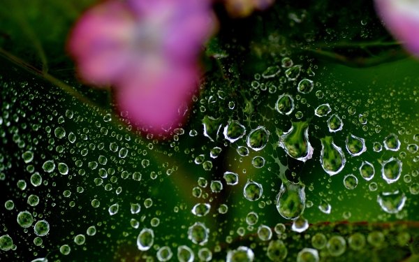 Photography Spider Web Macro Blur Water Drop HD Wallpaper | Background Image