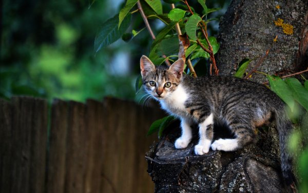 Animal Cat Cats Kitten HD Wallpaper | Background Image