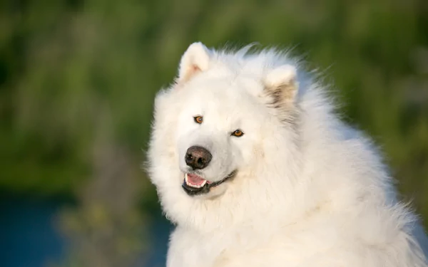 A close-up of a smiling Samoyed dog with fluffy white fur, set against a blurred green background, showcasing its friendly expression in stunning 4K Ultra HD resolution.
