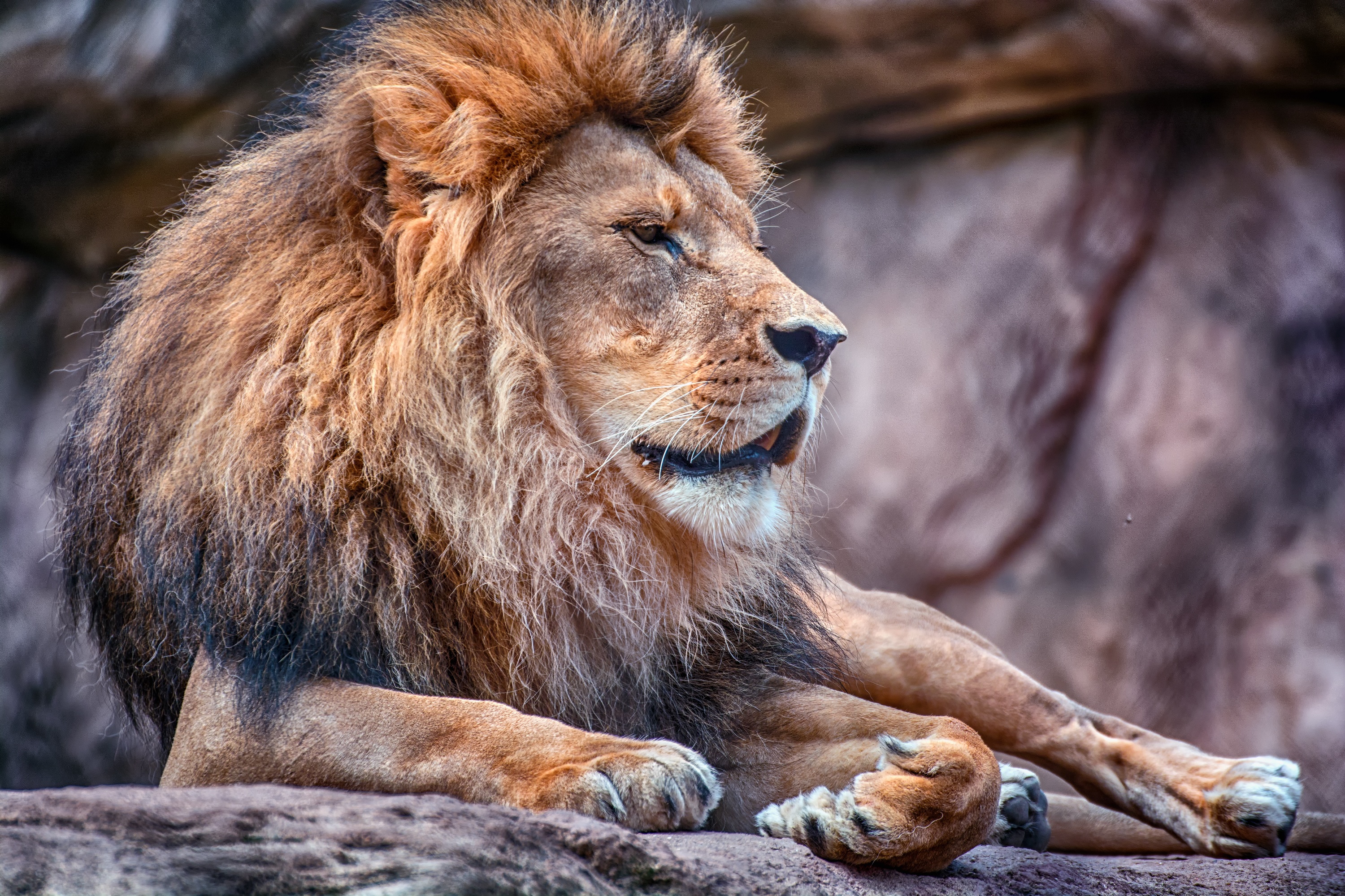 27 Attitude Powerful Lion Quotes | Distrakt Art