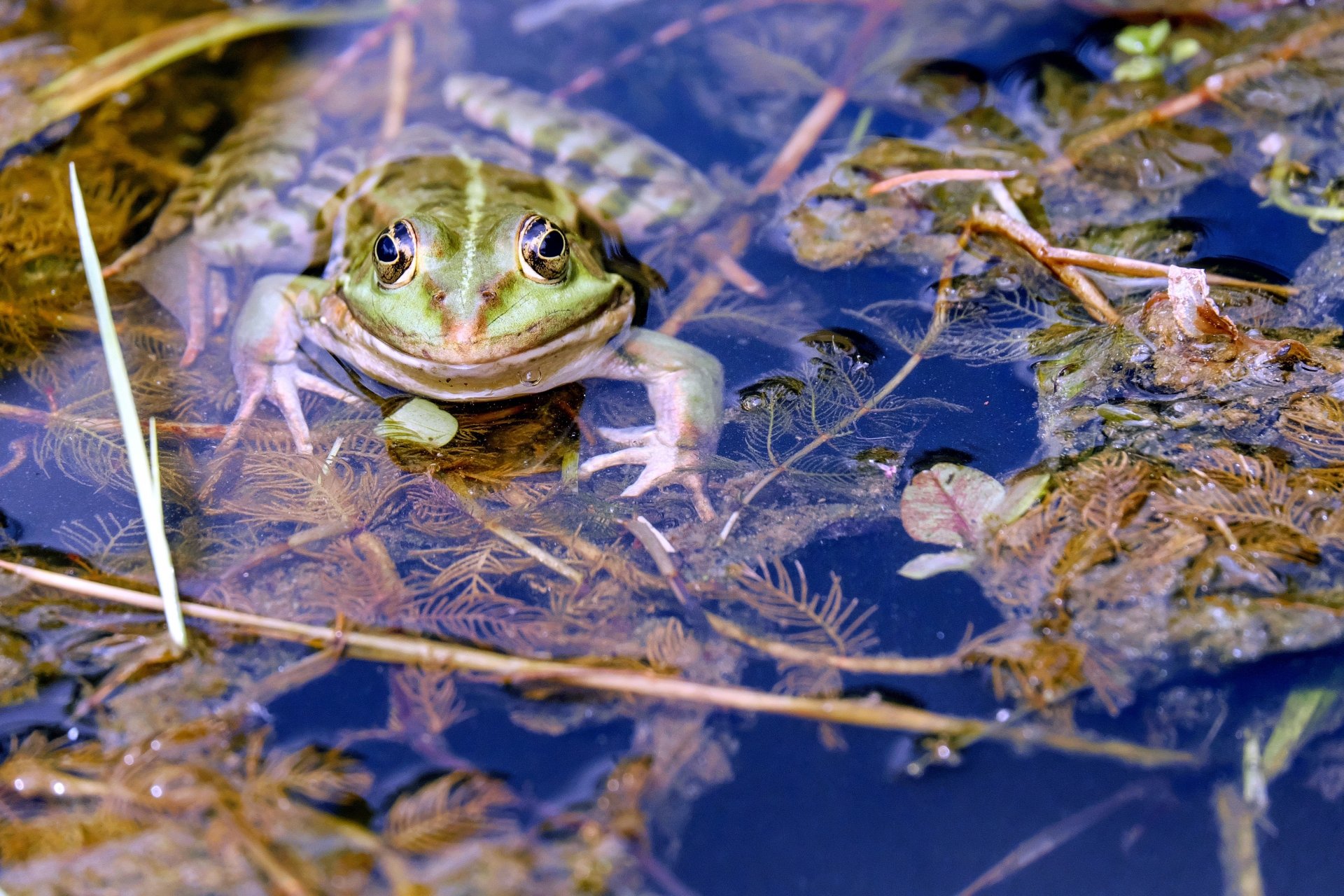 Download Water Algae Animal Frog 4k Ultra HD Wallpaper by Couleur