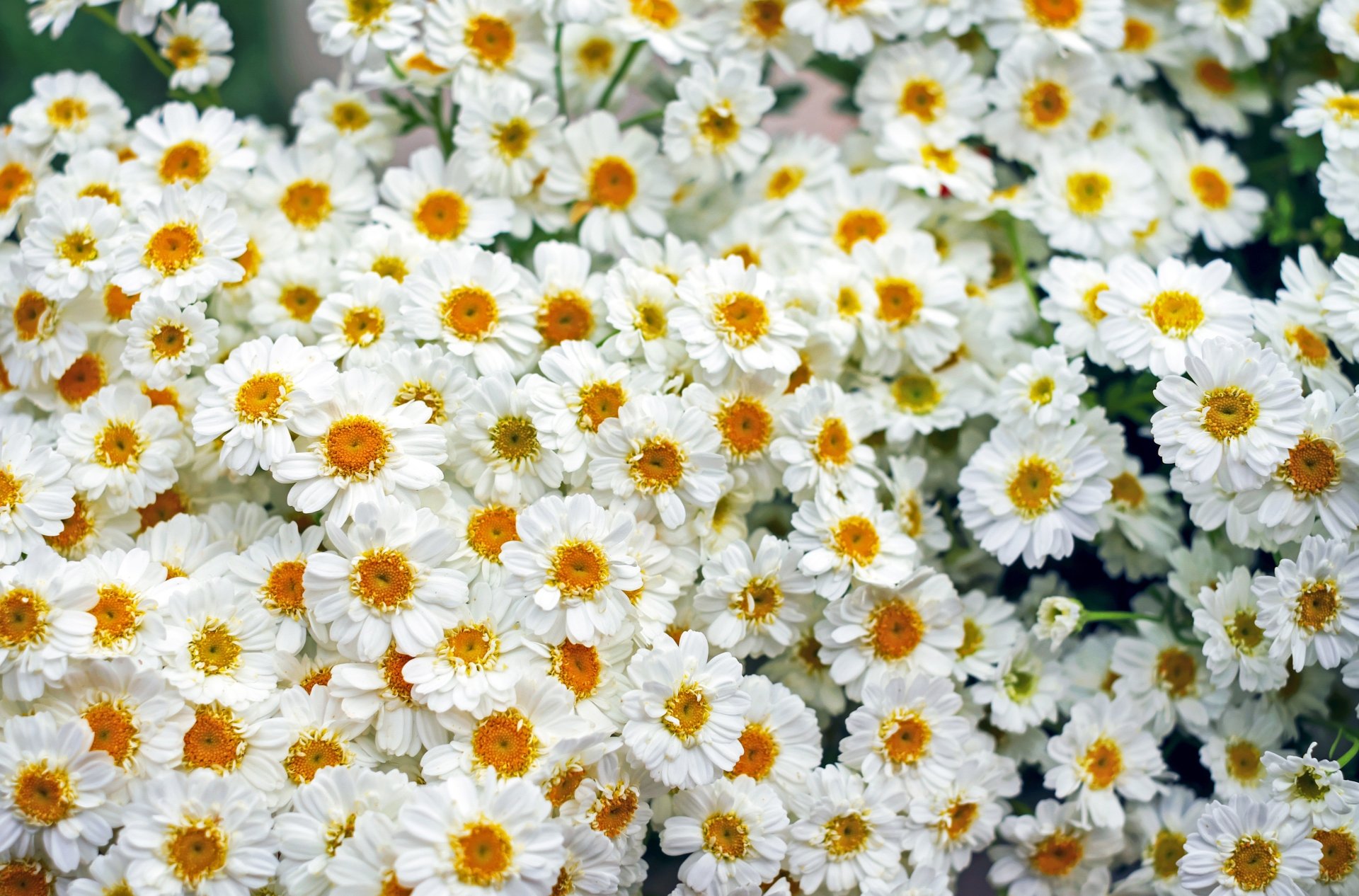 Download White Flower Nature Flower Gerbera 4k Ultra HD Wallpaper by ...