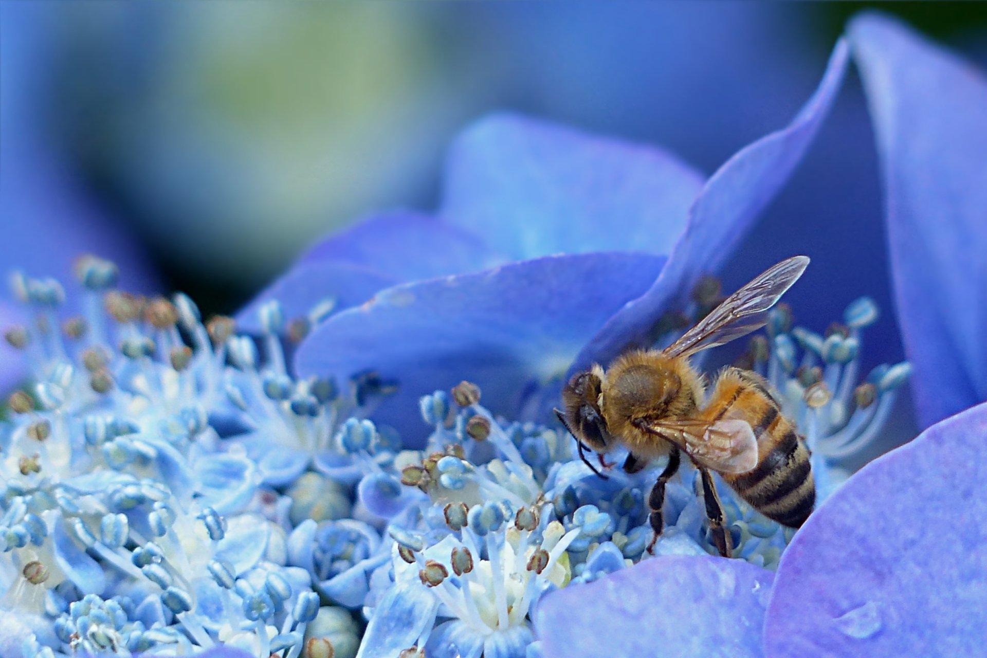 Bee HD Wallpaper