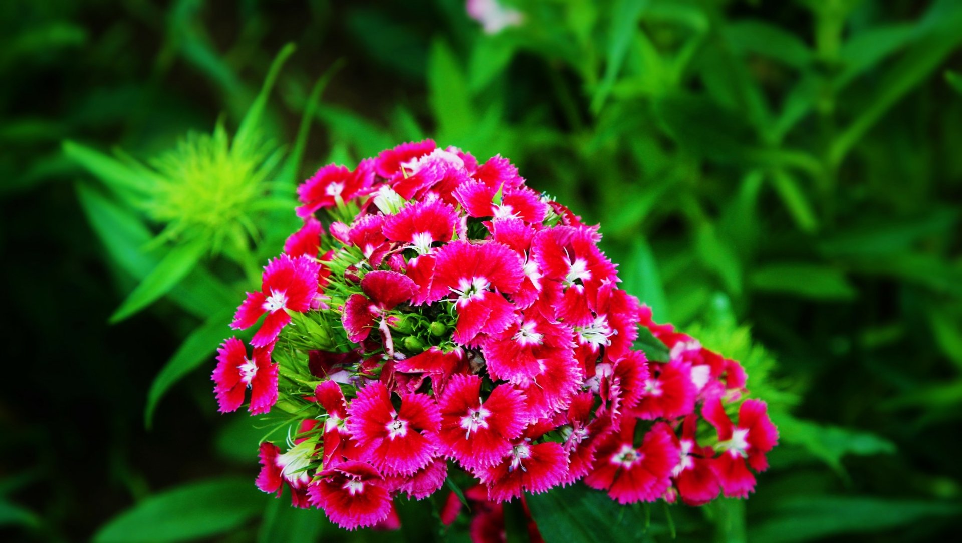 Close-up of a vibrant pink dianthus flower cluster amid green foliage, a nature scene — 2K Quad HD PC desktop wallpaper/background.